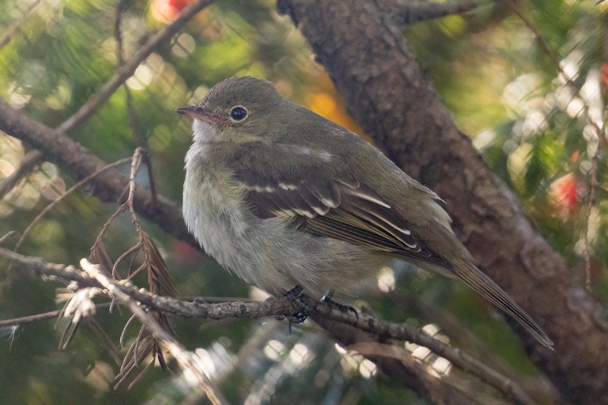 Small-billed Elaenia - Jeremy  Meyer