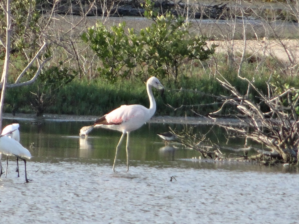 Andean Flamingo - ML39243391