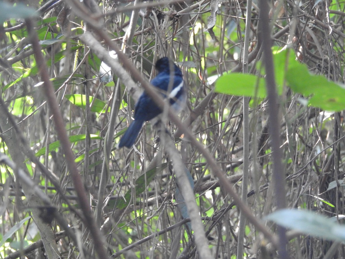 Oriental Magpie-Robin - ML392435361