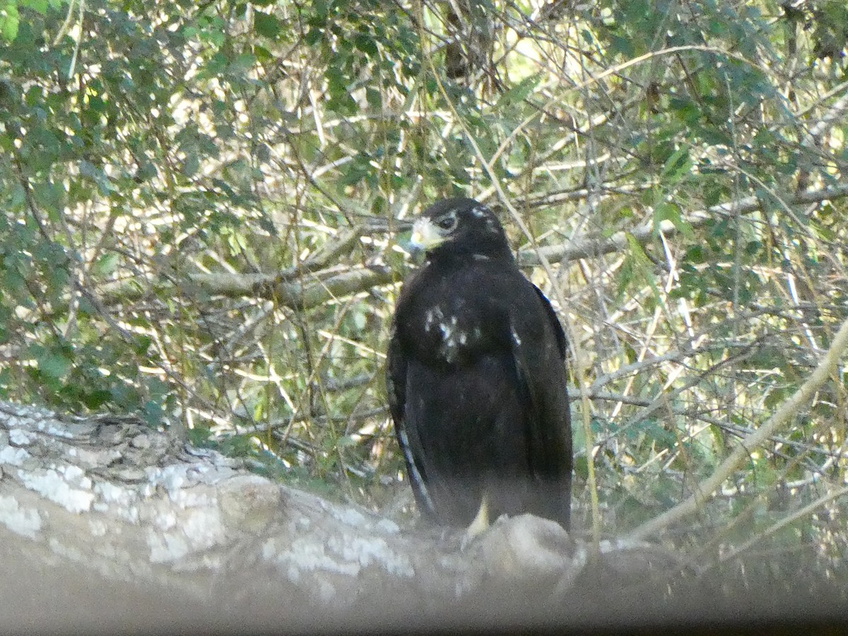 Zone-tailed Hawk - ML392435901