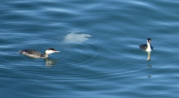 Horned Grebe - ML39243601