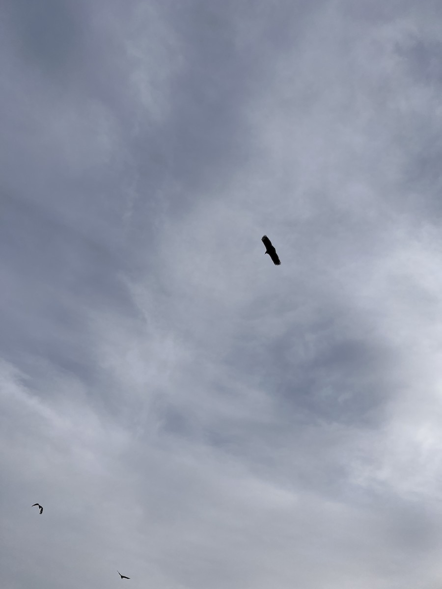 Black Vulture - ML392438541