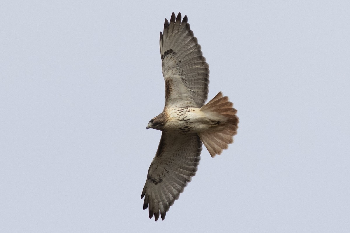 Red-tailed Hawk - David Brown