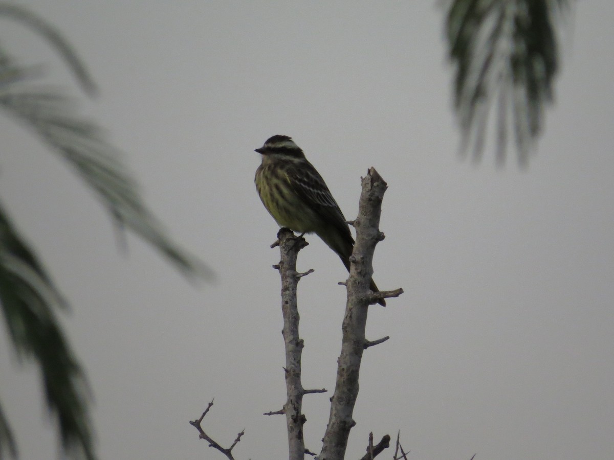 Variegated Flycatcher - ML392439791