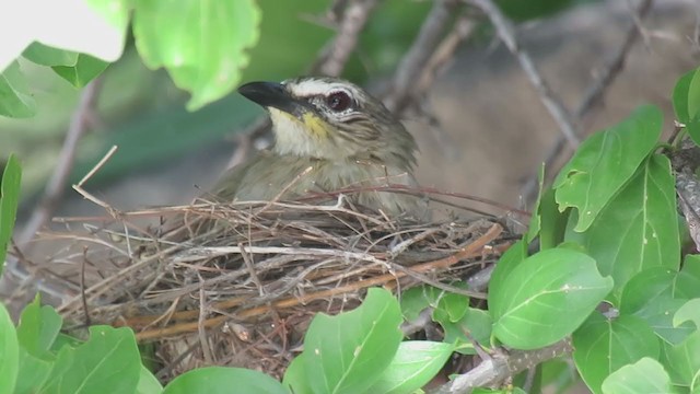 White-browed Bulbul - ML392440141