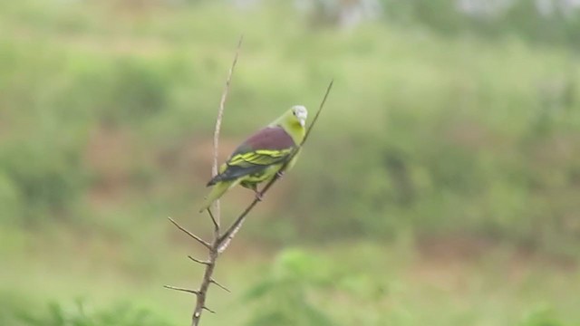 Gray-fronted Green-Pigeon - ML392441551