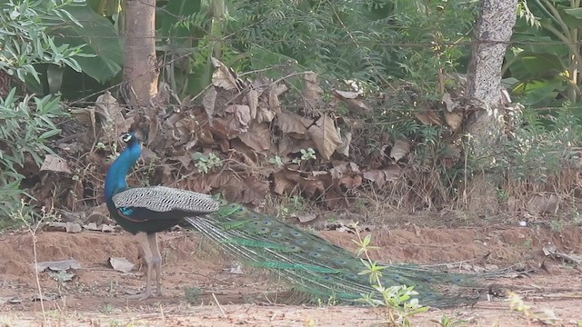 Indian Peafowl - ML392442271