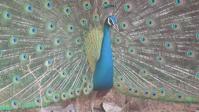 Indian Peafowl - ML392442651