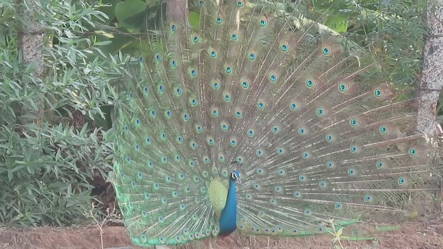 Indian Peafowl - ML392442901