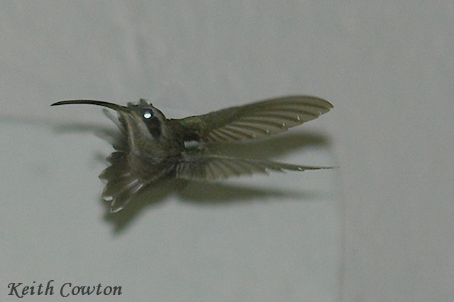 kolibřík tmavolící (ssp. baroni) - ML392444741