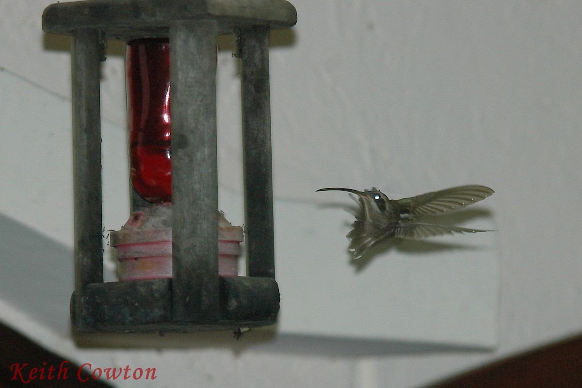 Long-billed Hermit (Baron's) - Keith Cowton