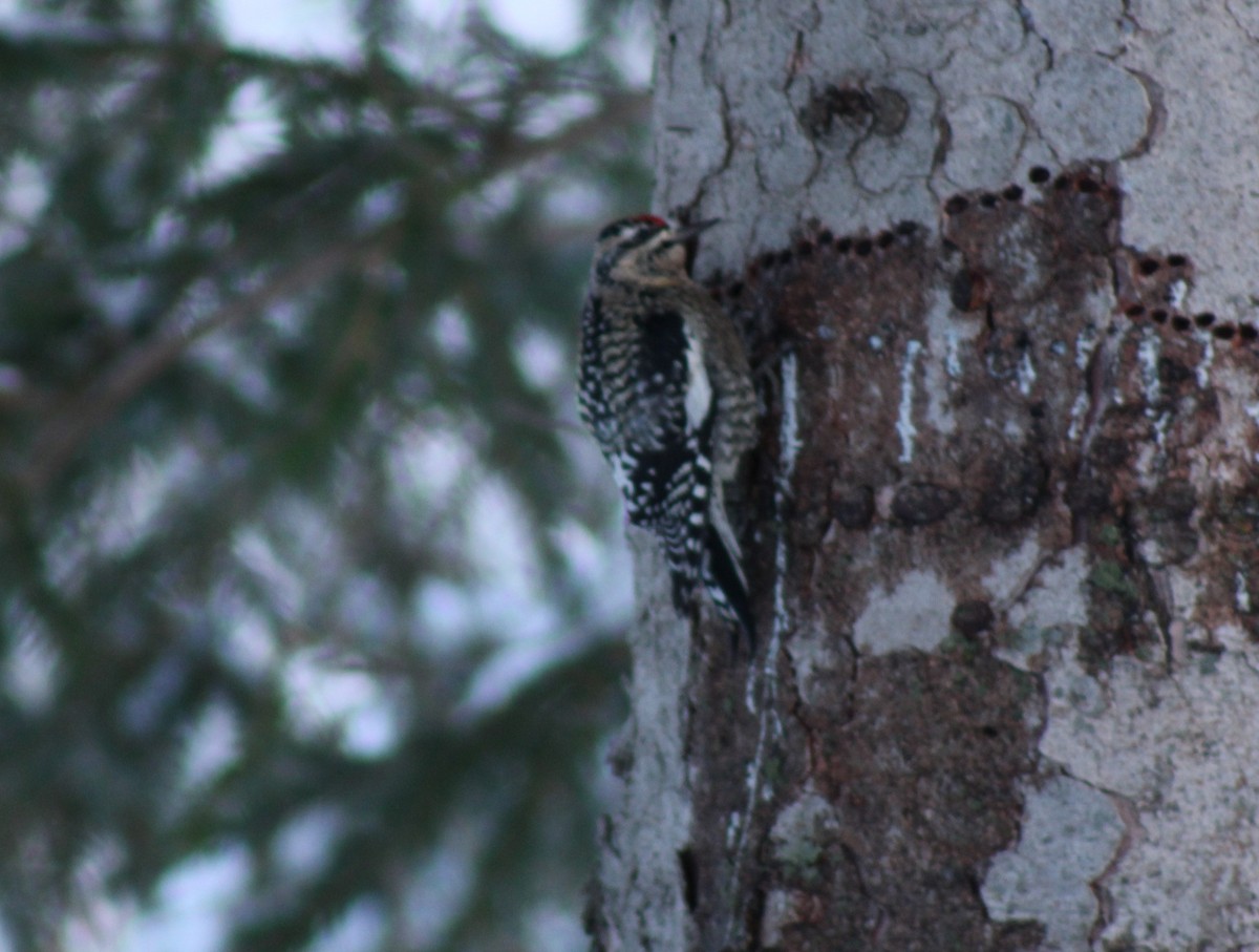 Yellow-bellied Sapsucker - ML392445101