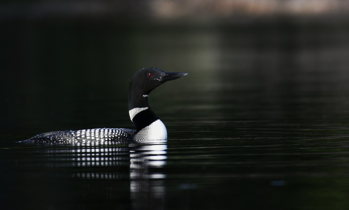 Common Loon - ML392445191