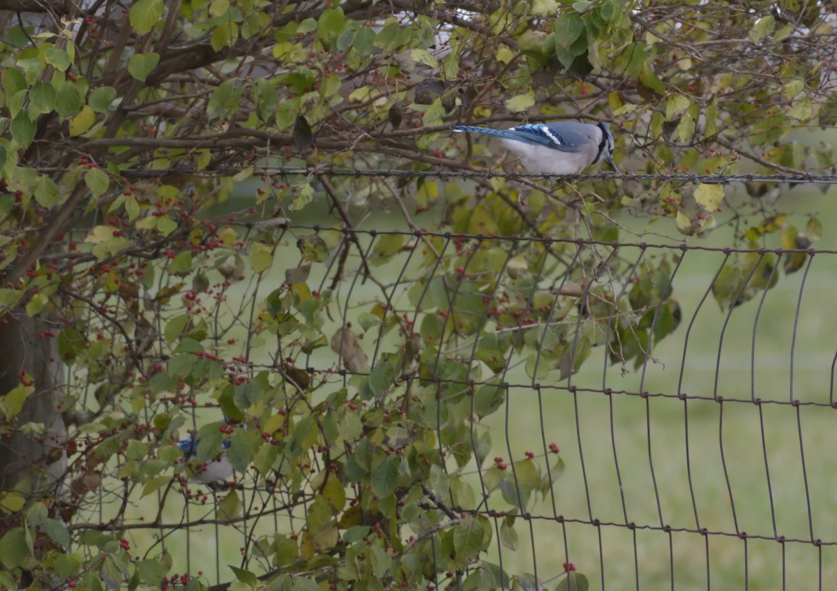 Blue Jay - Robert Tonge