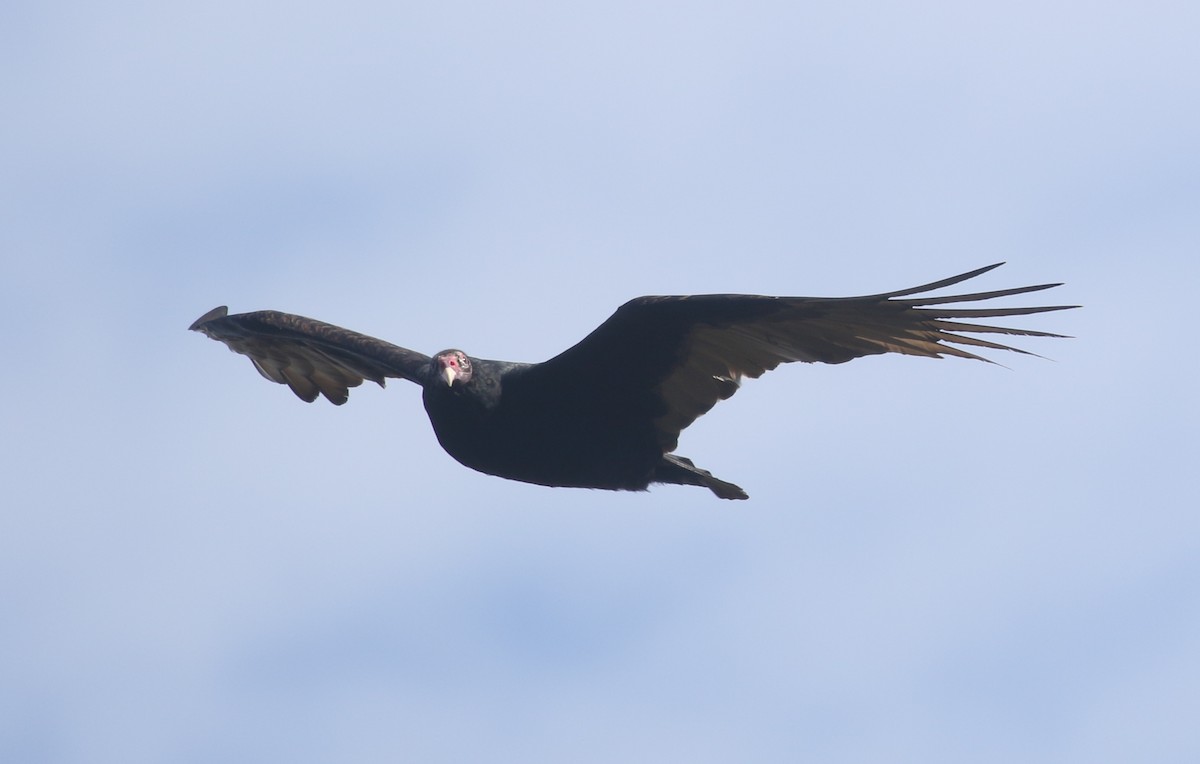 Turkey Vulture - ML392446571