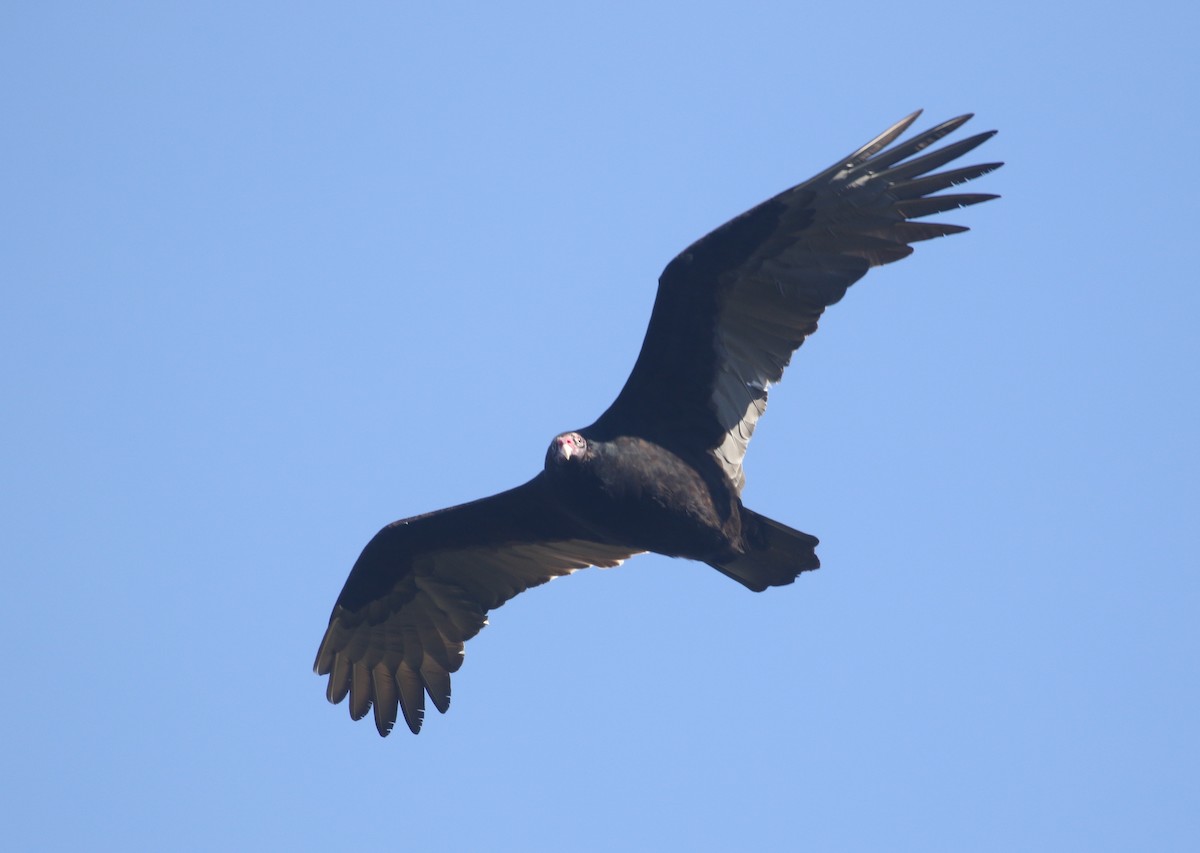 Turkey Vulture - ML392446621