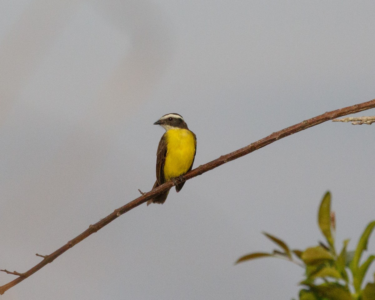 Rusty-margined Flycatcher - ML392447321