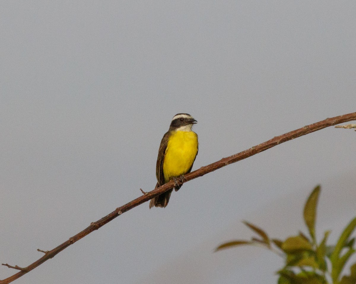 Rusty-margined Flycatcher - ML392447331