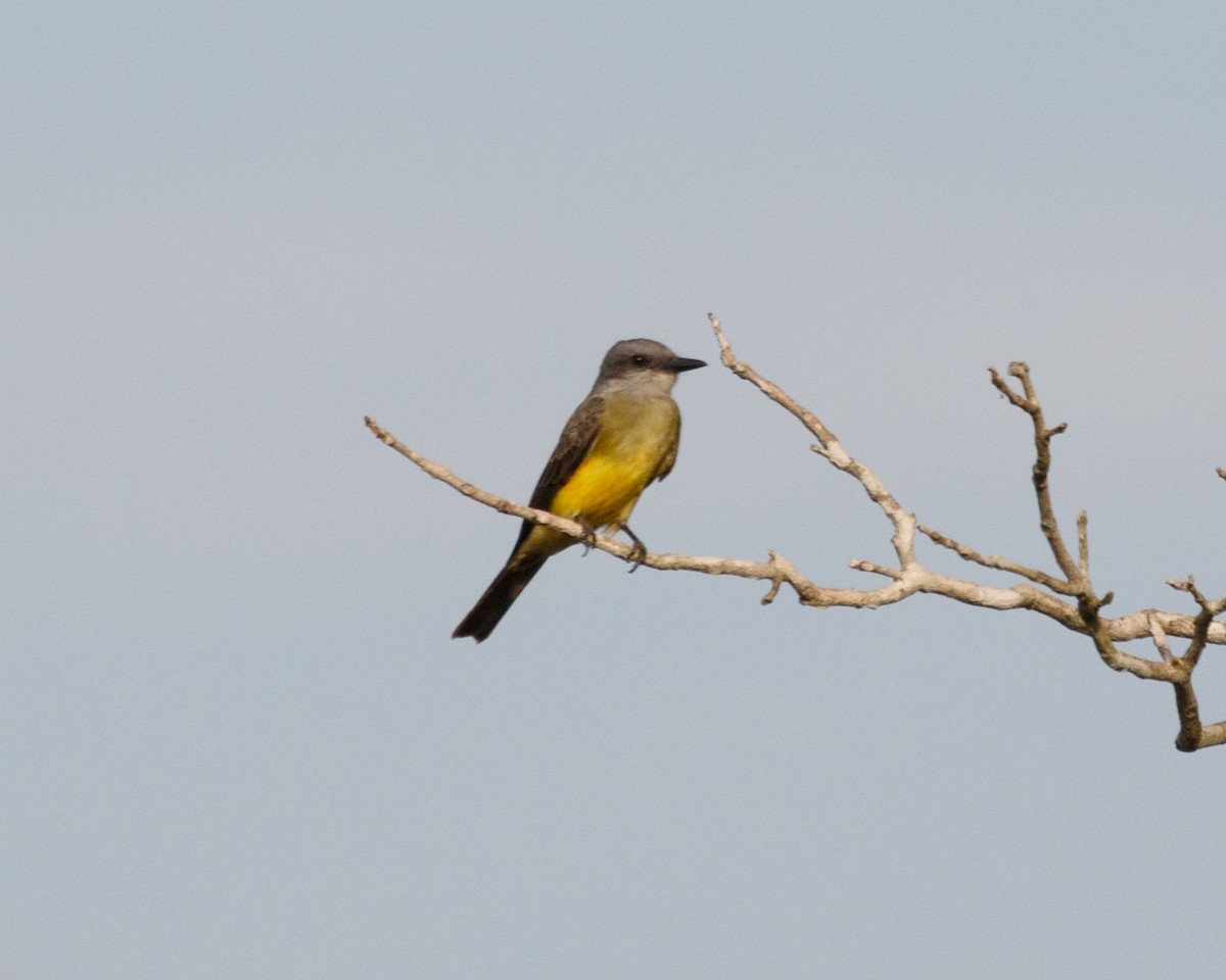 Tropical Kingbird - ML392447451