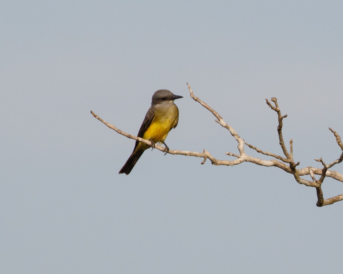 Tropical Kingbird - ML392447461