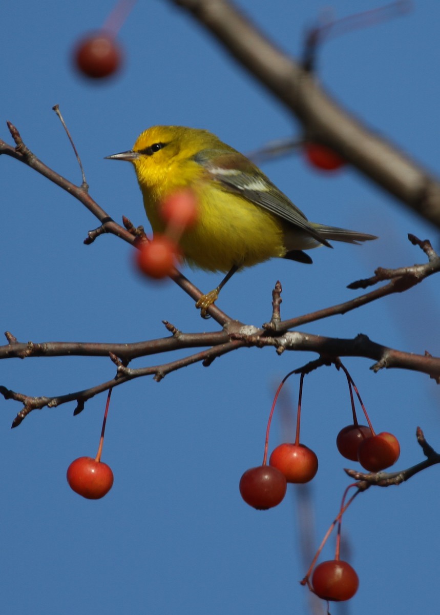 Blue-winged Warbler - ML39245021