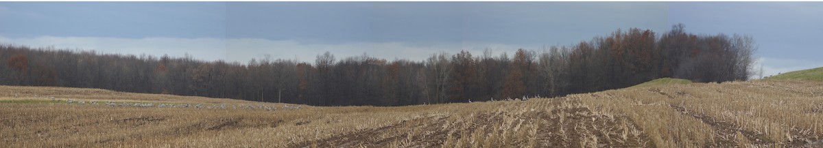 Sandhill Crane - ML392450341