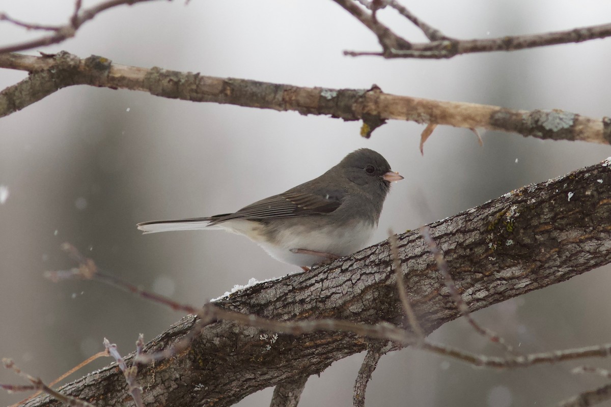 Dark-eyed Junco - ML392451161