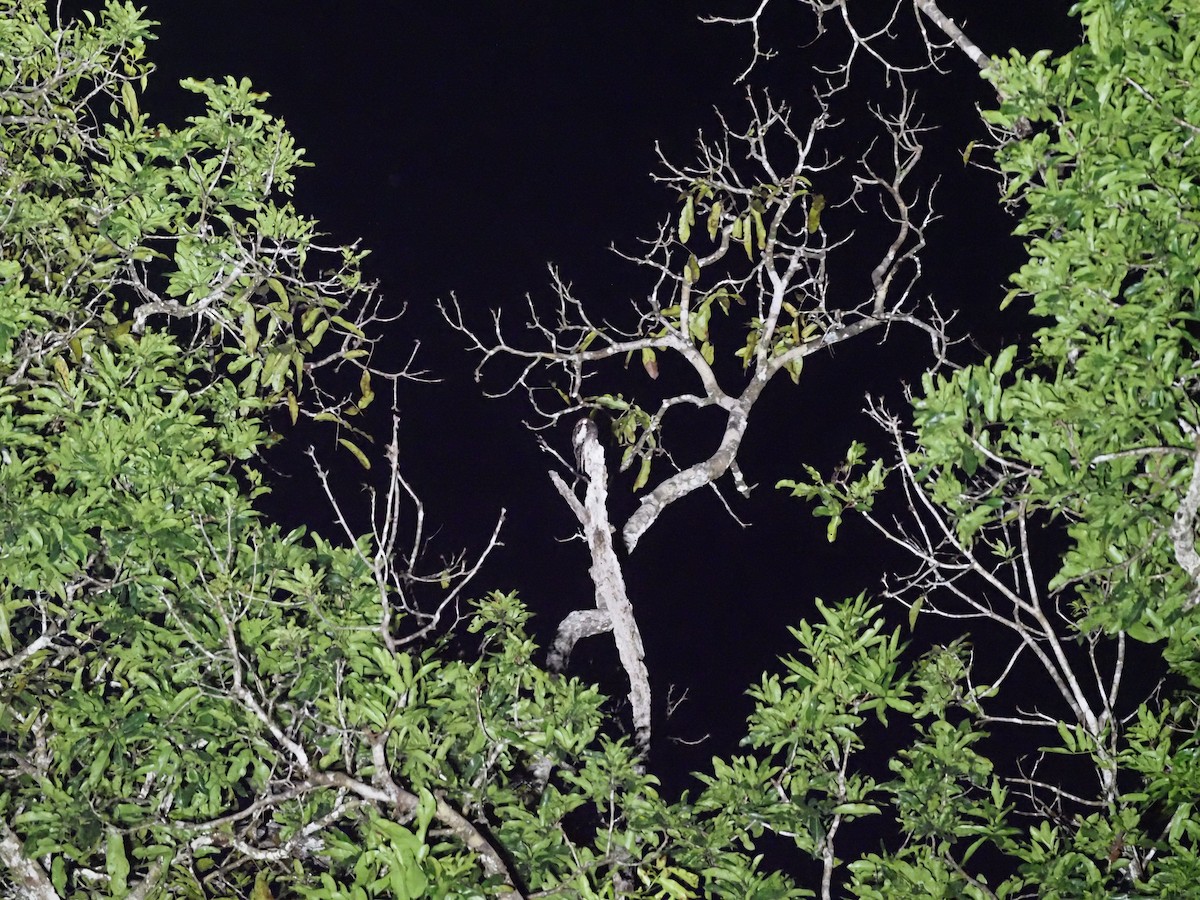 White-winged Potoo - ML392451321