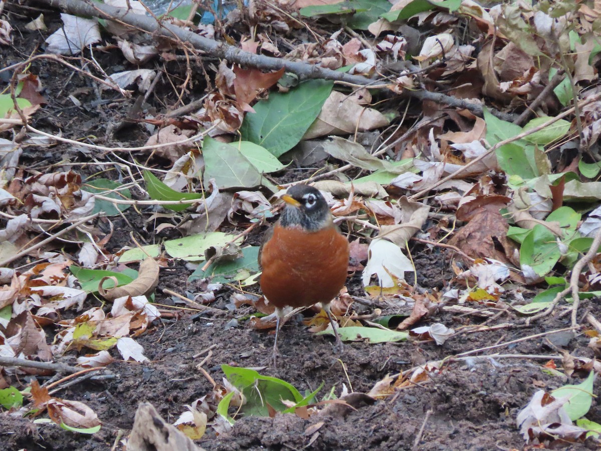 Zozo papargorria - ML392451861