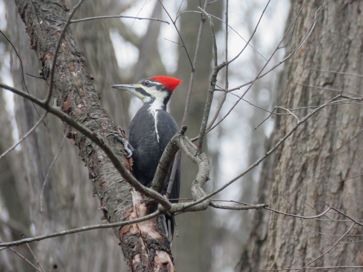 Pileated Woodpecker - Anne Moretti