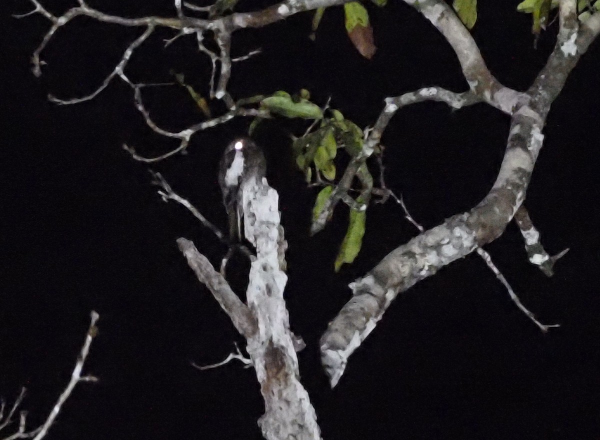 White-winged Potoo - ML392452001