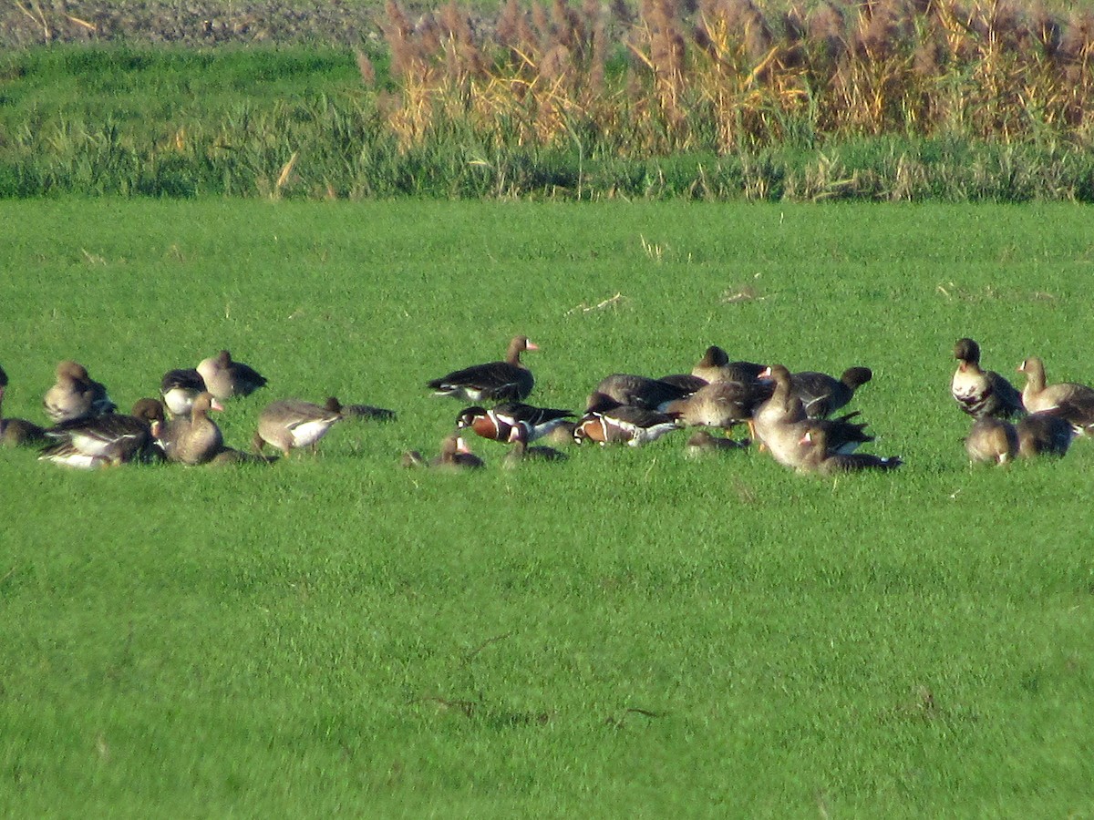 Red-breasted Goose - ML392453341