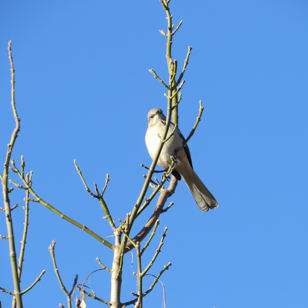 Northern Mockingbird - ML392455091