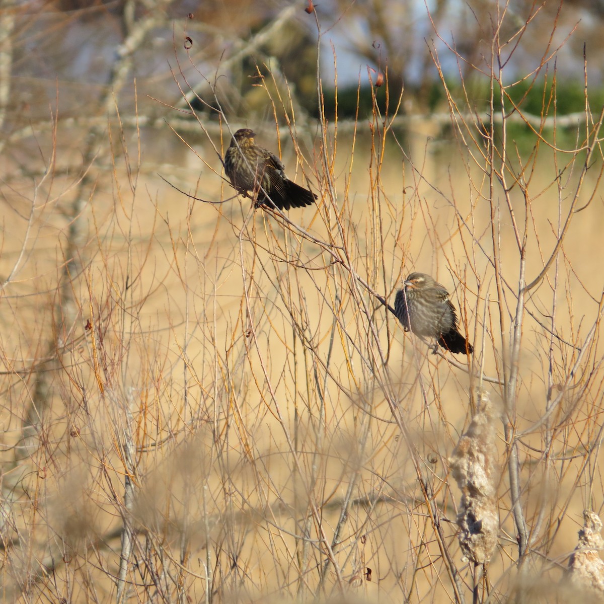 Red-winged Blackbird - ORR Birds