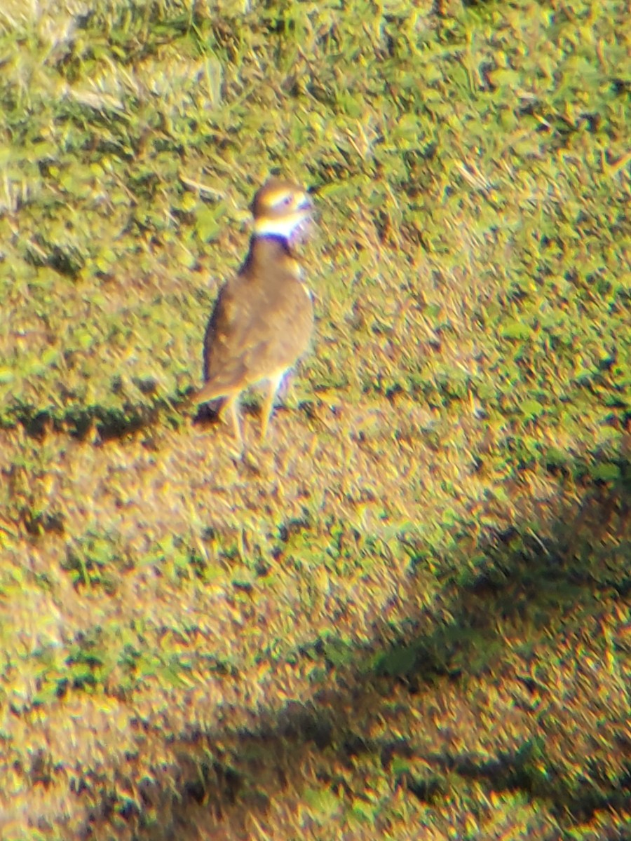 Killdeer - Jane Spinney