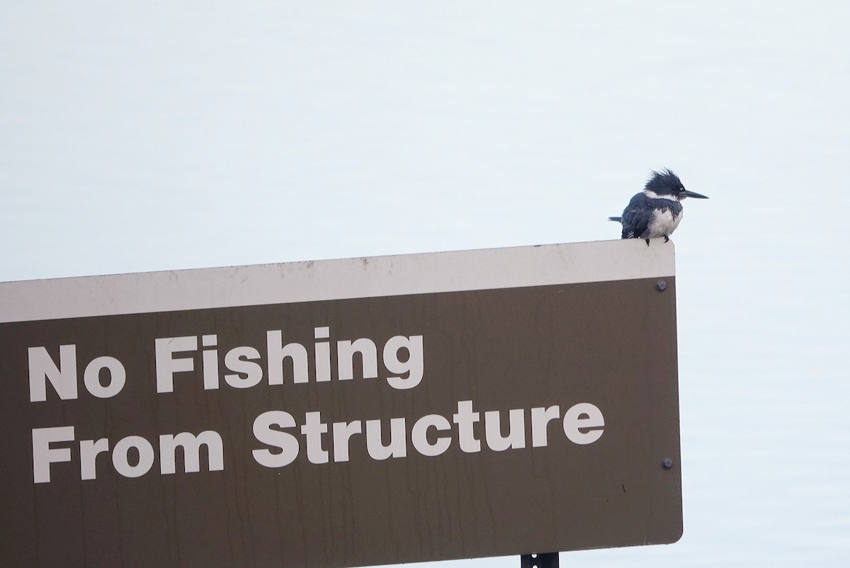 Belted Kingfisher - ML392457511