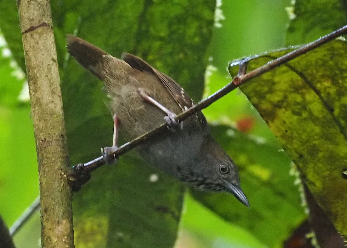 Brown-bellied Stipplethroat - Stephan Lorenz