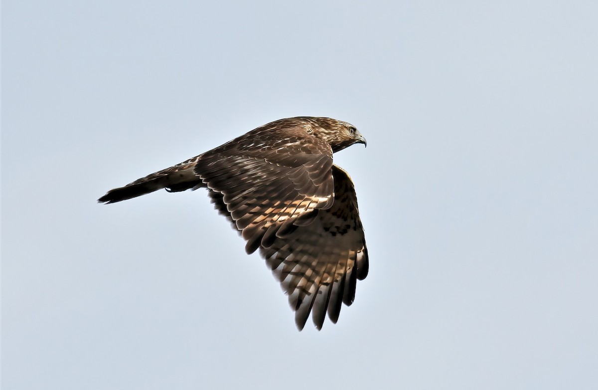 Red-shouldered Hawk - James Sherwonit