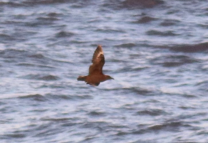 Brown Skua - ML392463941