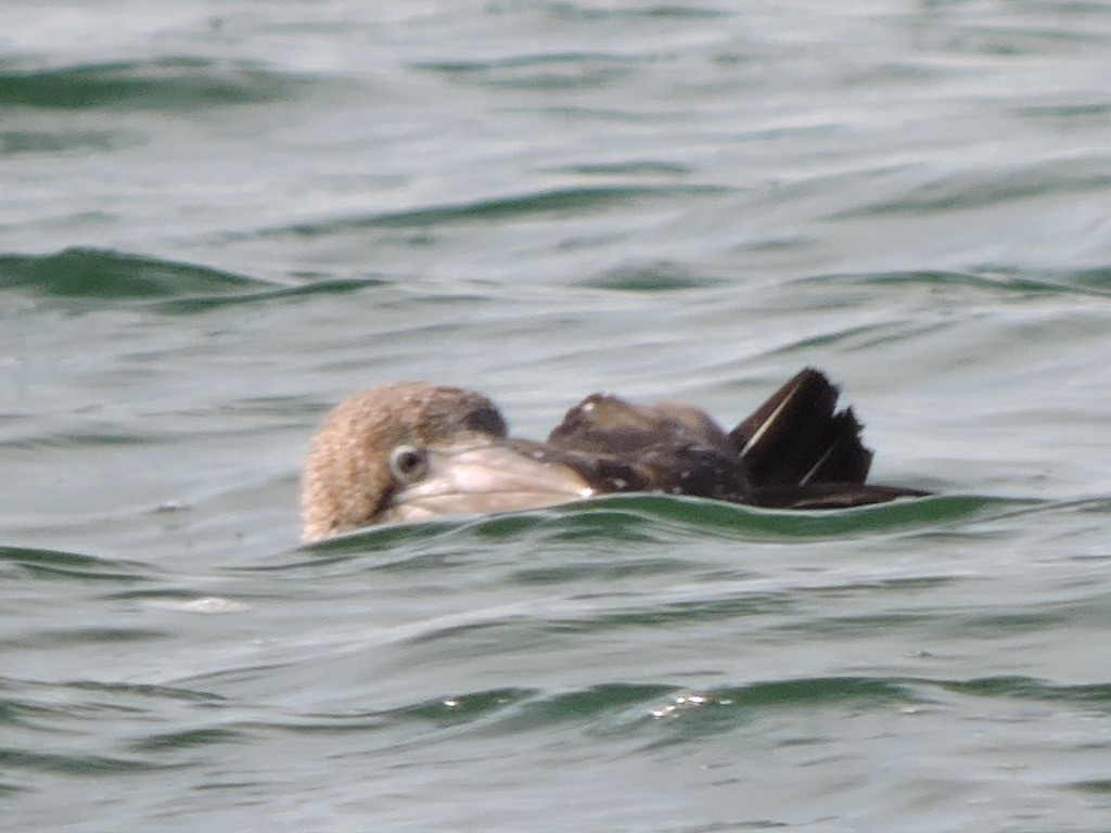 Northern Gannet - ML392465751