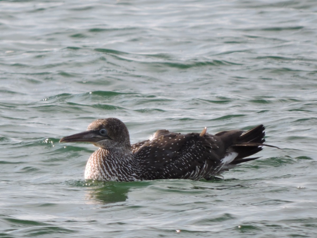 Northern Gannet - ML392465901