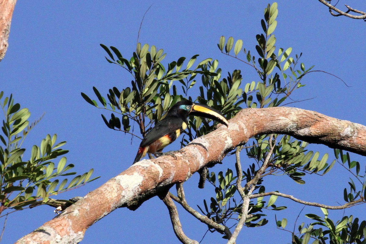 Many-banded Aracari - ML392466691