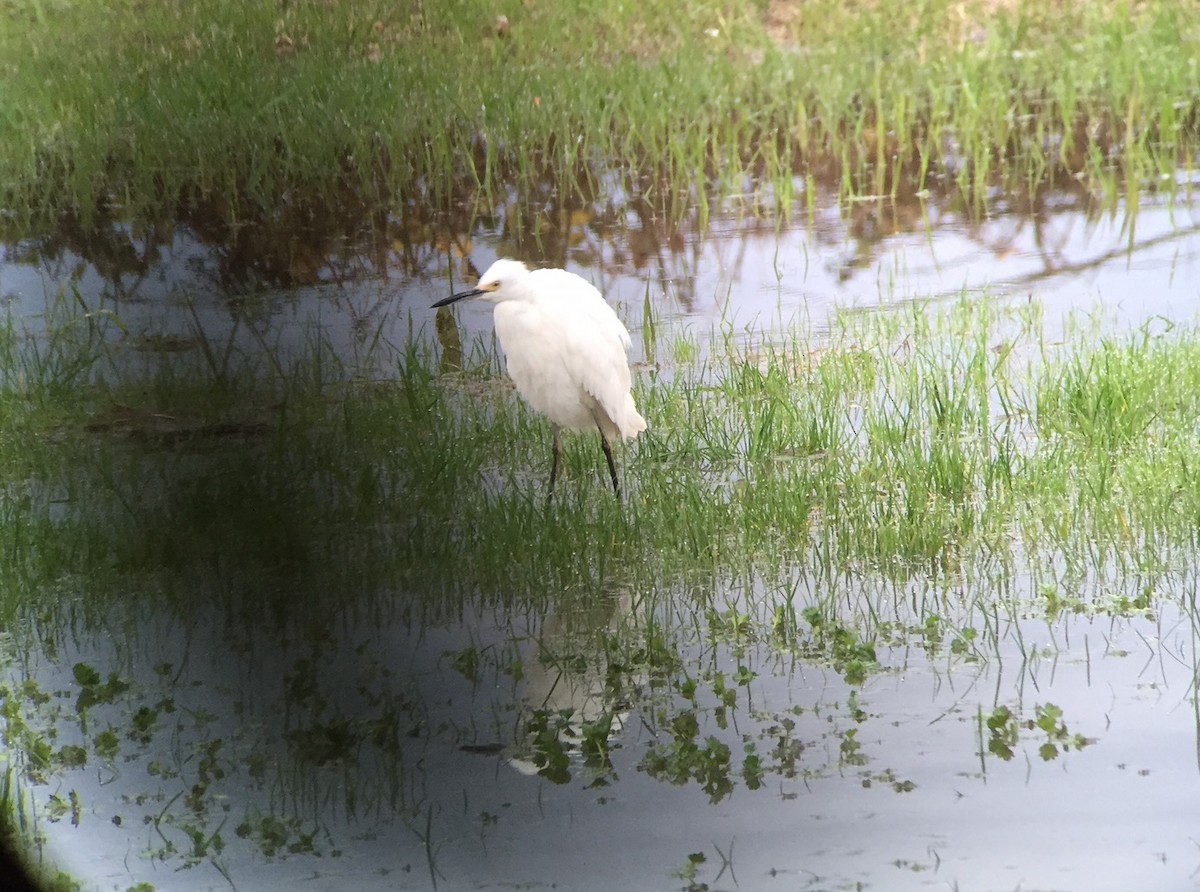 Snowy Egret - Mike Resch