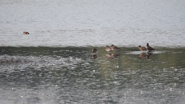 Long-billed Dowitcher - ML392467971