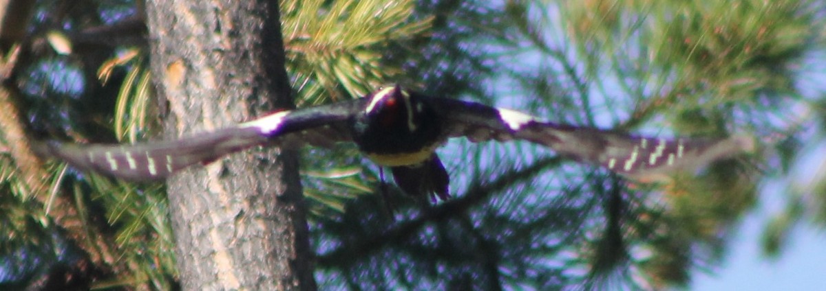 Williamson's Sapsucker - ML39246811