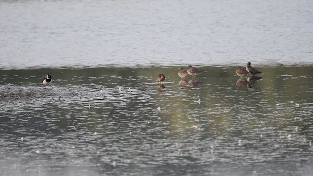 Long-billed Dowitcher - ML392468321