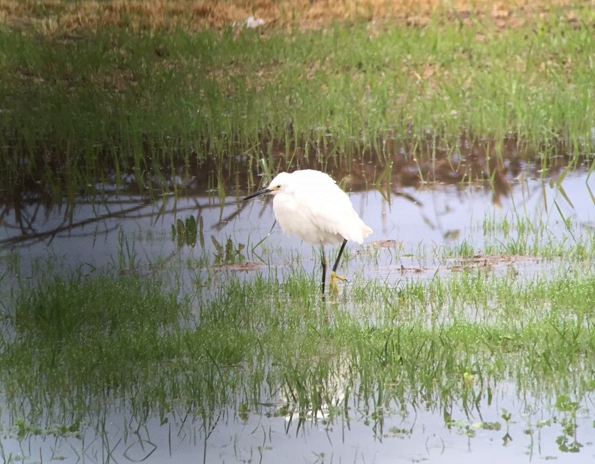 Snowy Egret - ML39246851