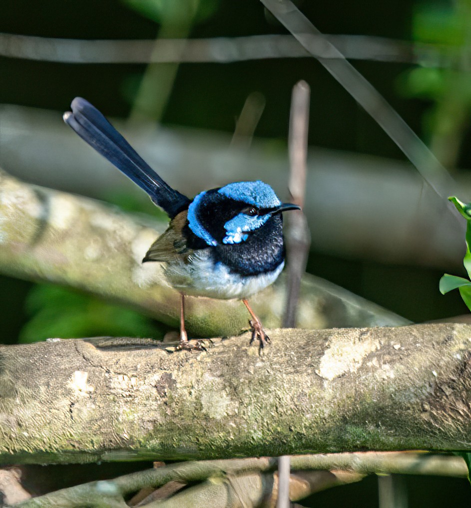 Superb Fairywren - Chuck Heikkinen