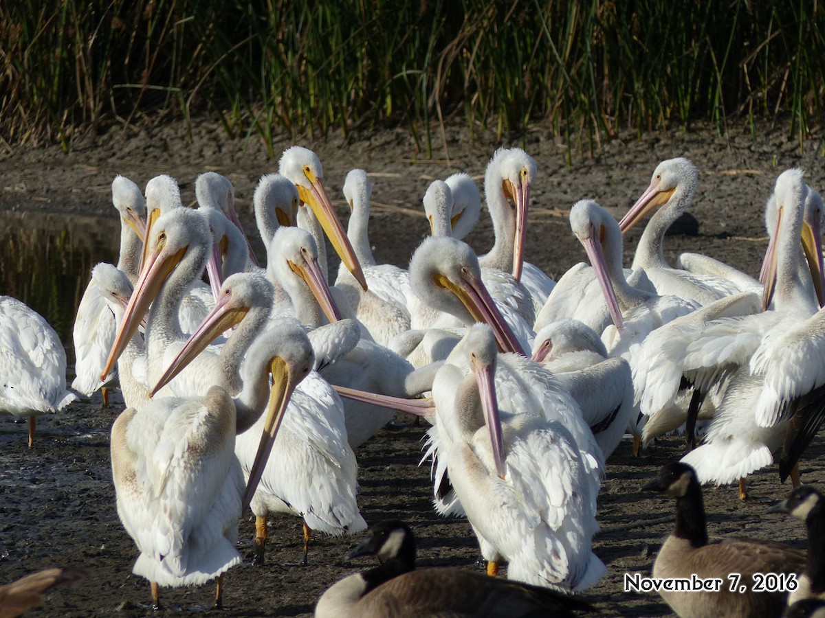 pelikán severoamerický - ML39247171