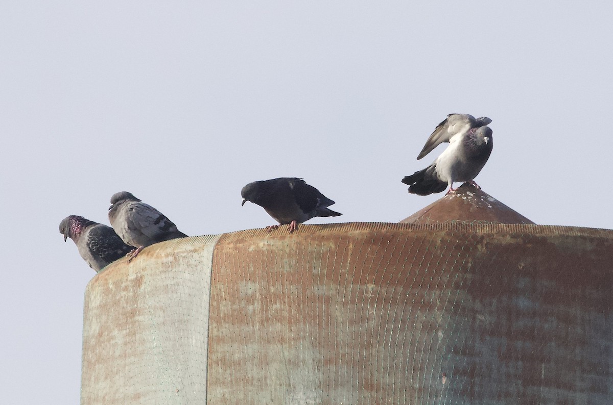 Rock Pigeon (Feral Pigeon) - Kathryn Keith